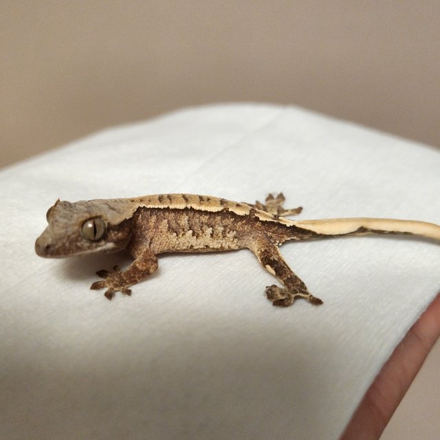 노멀 트라이 익스트림할리퀸