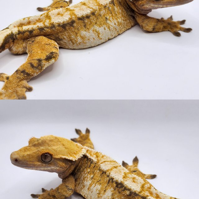 트라이 익스트림할리퀸 화이트스팟