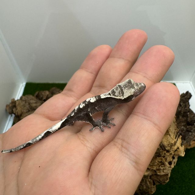 아잔틱
