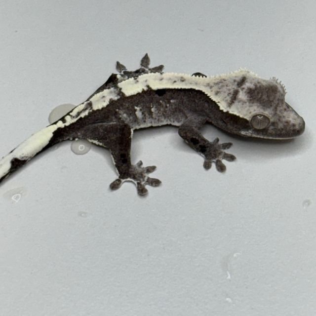 아잔틱