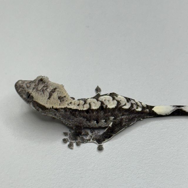 아잔틱