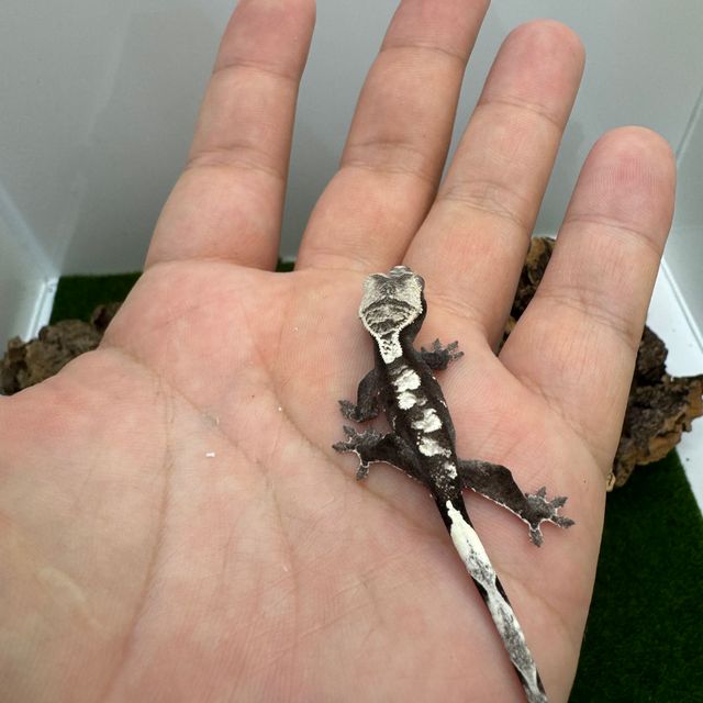 아잔틱