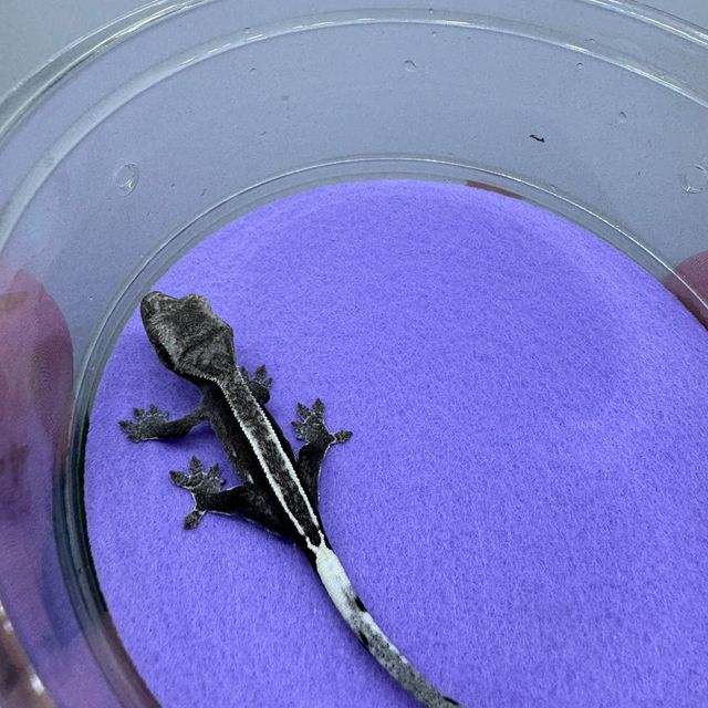 아잔틱