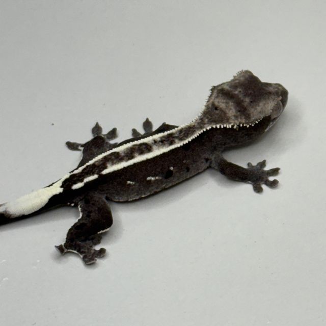 아잔틱