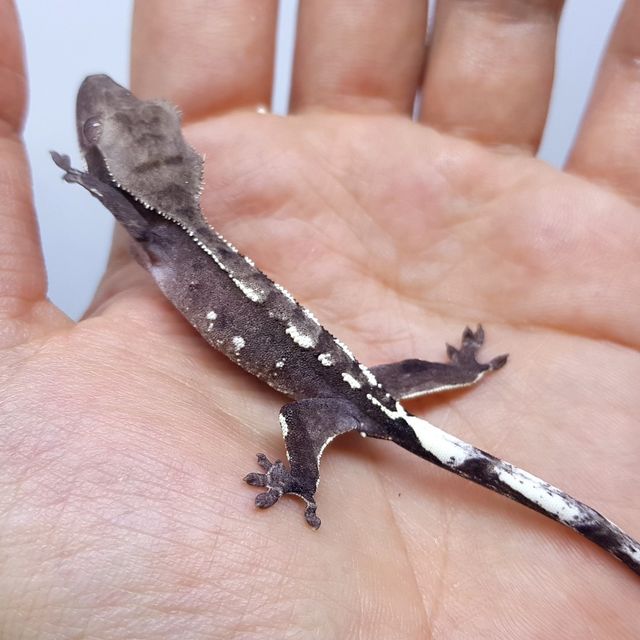 아잔틱