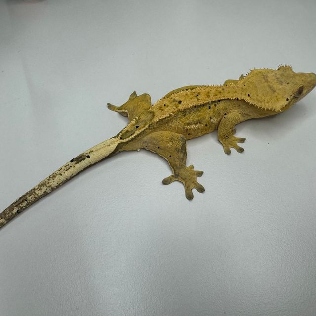 100%헷아잔틱