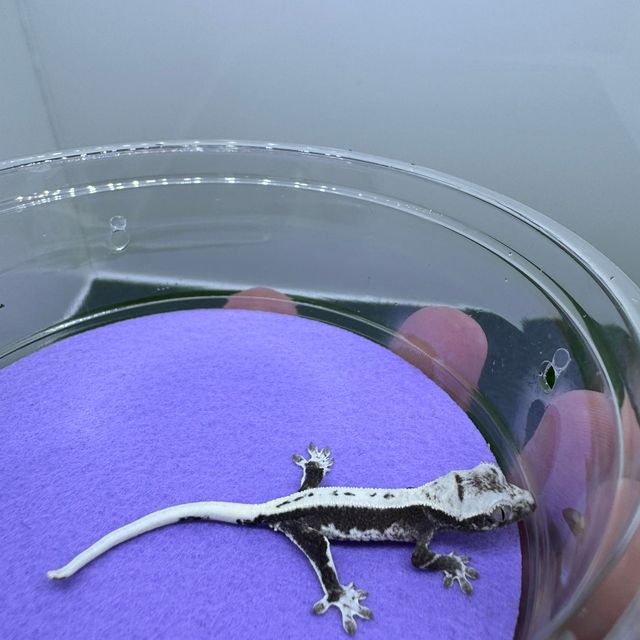 릴잔틱