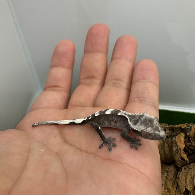 아잔틱