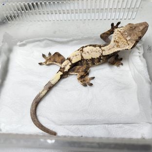 세이블