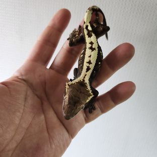 세이블