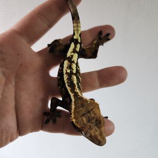 세이블