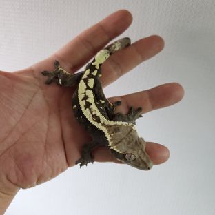 세이블