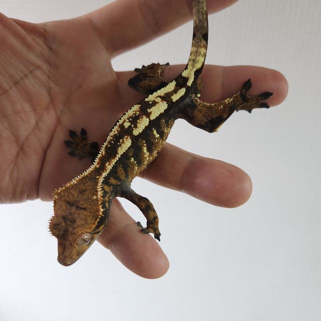세이블