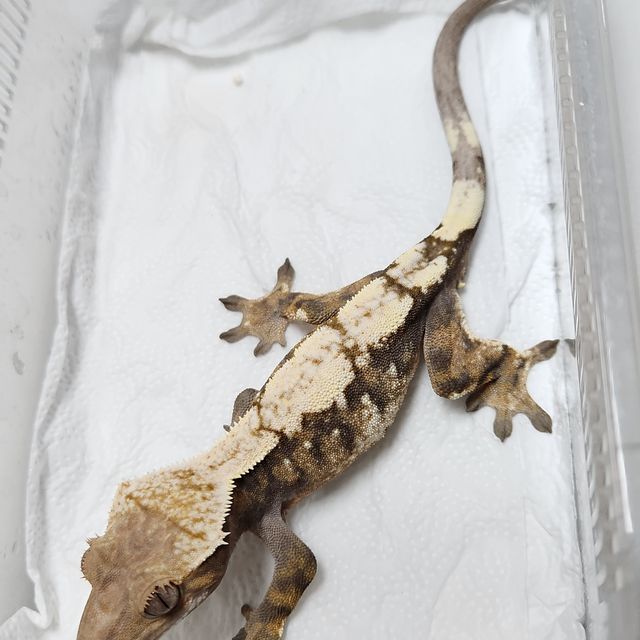세이블