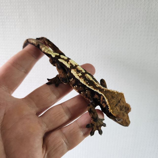 세이블