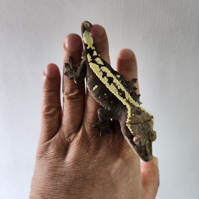세이블