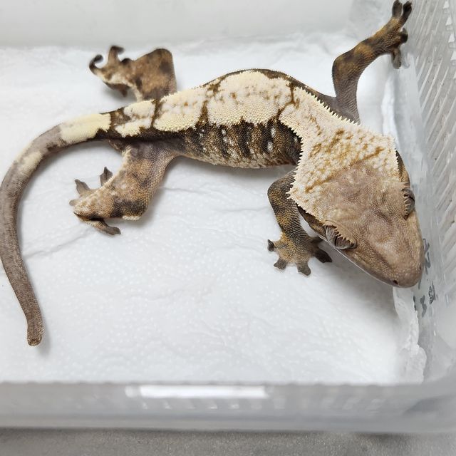 세이블