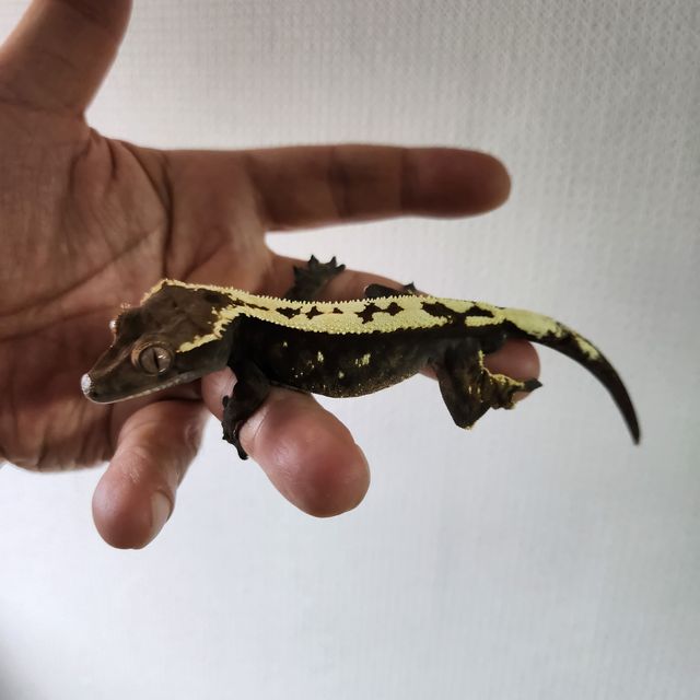 세이블