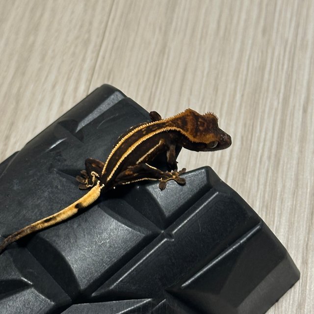 슈퍼스트라이프 엠티백