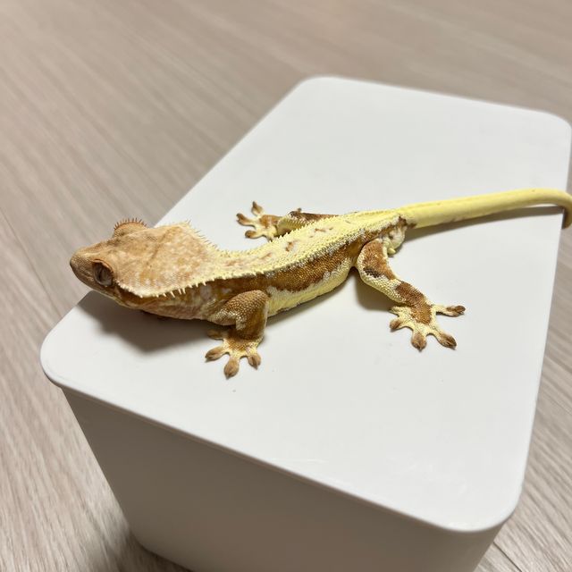 크림시클 릴리화이트