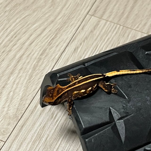 슈퍼스트라이프 엠티백