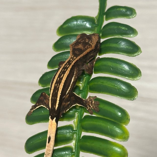 노멀 쿼드 핀스트라이프 엠티백