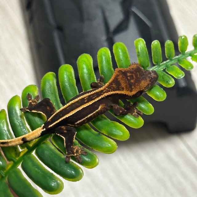 슈퍼스트라이프 엠티백