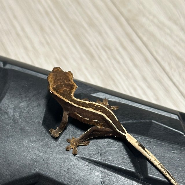 엠티백 슈퍼스트라이프