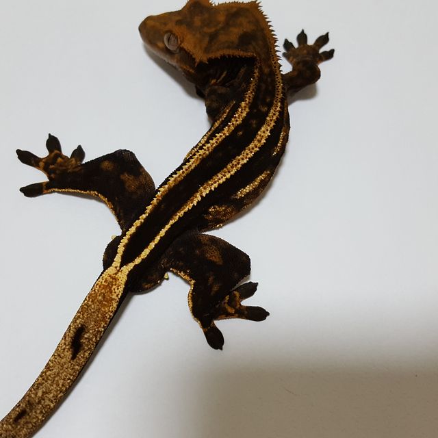 노멀 엠티백 슈퍼스트라이프