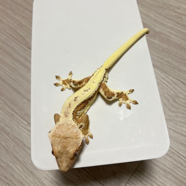 크림시클 릴리화이트