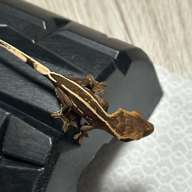 엠티백 슈퍼스트라이프