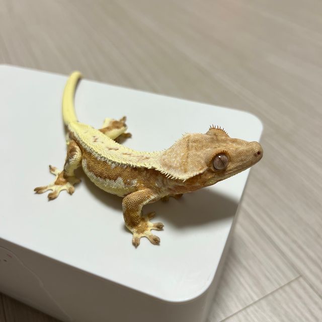 크림시클 릴리화이트