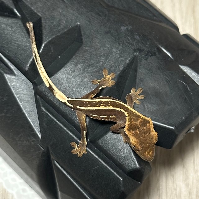 엠티백 슈퍼스트라이프