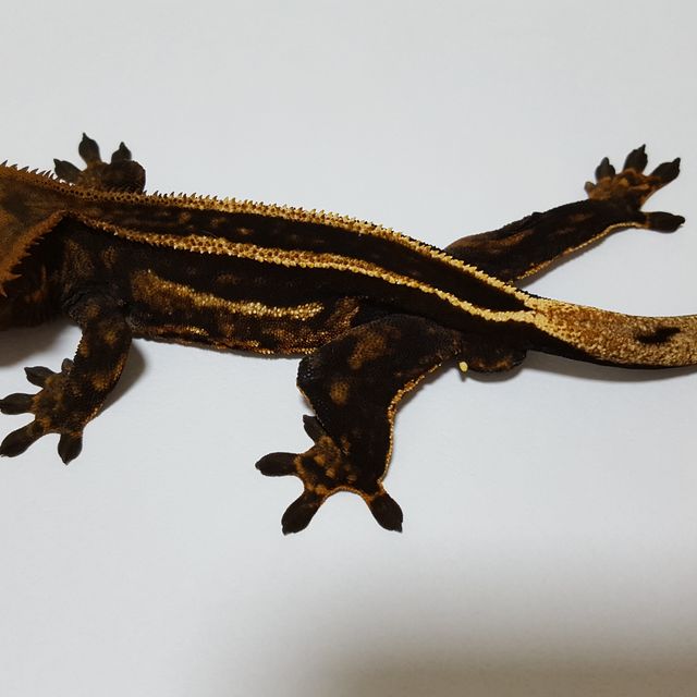 노멀 엠티백 슈퍼스트라이프