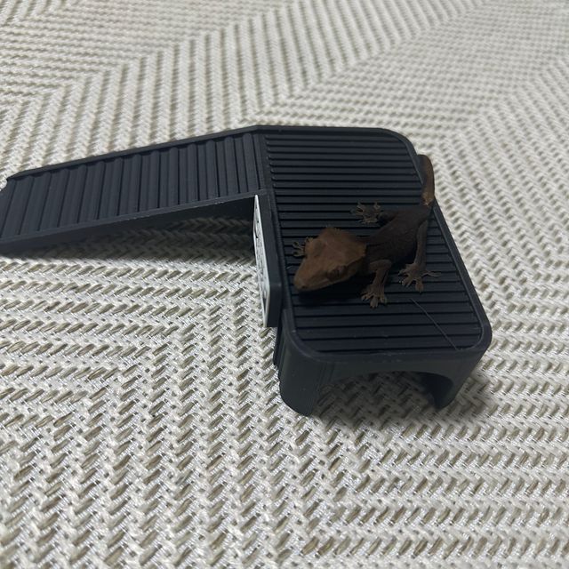 패턴리스 챠콜 팬텀