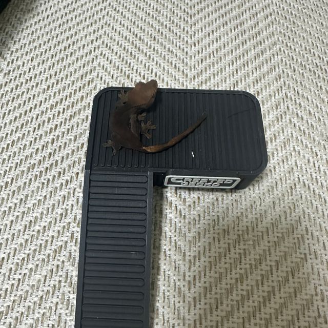 패턴리스 챠콜 팬텀