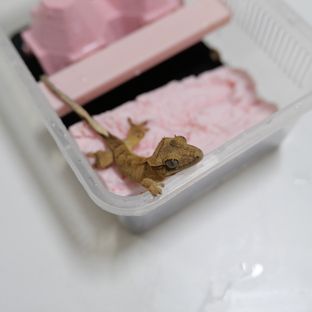 노멀