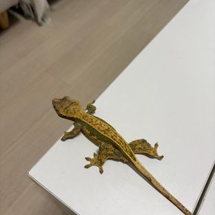 노멀