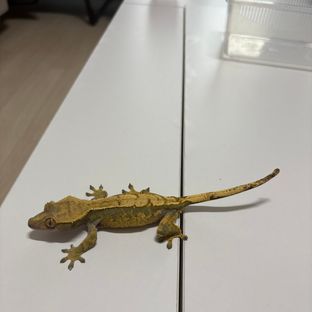 노멀