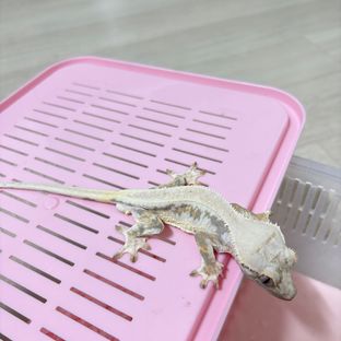 릴리화이트