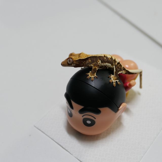 릴리화이트