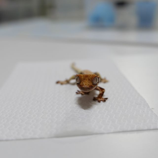 릴리화이트