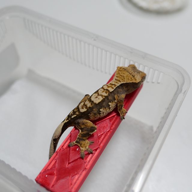 노멀