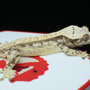 노멀 드리피 풀핀