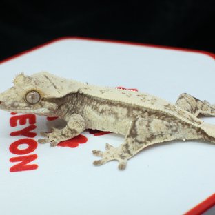 노멀 쿼드 풀핀 트라이 드리피