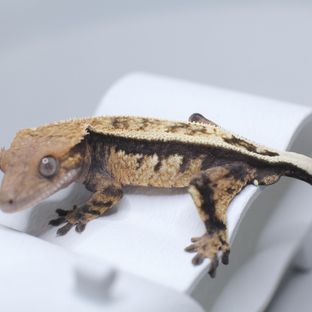 세이블