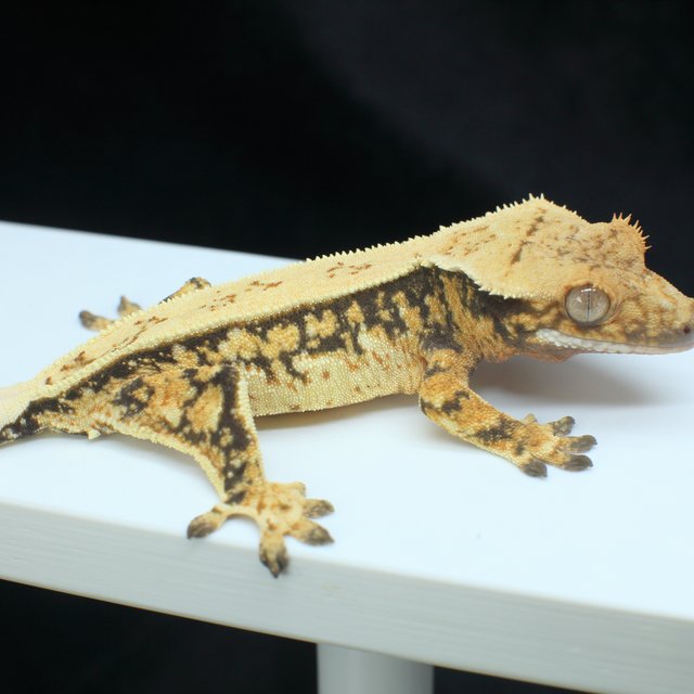 노멀 트라이 쿼드 풀핀