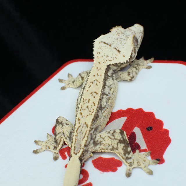 노멀 드리피 풀핀