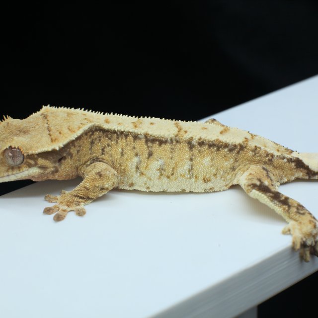 노멀 트라이 드리피