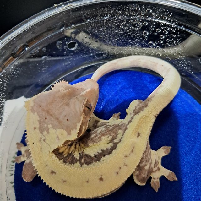 프라푸치노